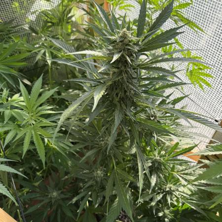 Autoflower Outdoor 2026