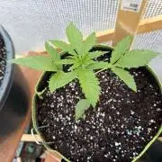 Autoflower Outdoor 2026