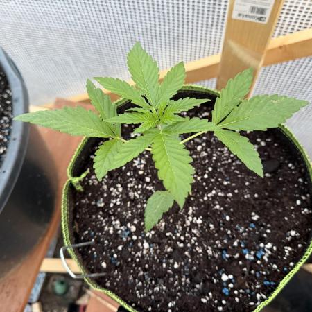 Autoflower Outdoor 2026