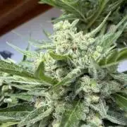 Autoflower Outdoor 2026