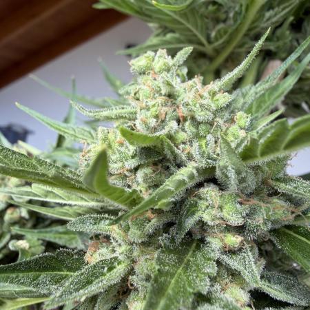 Autoflower Outdoor 2026