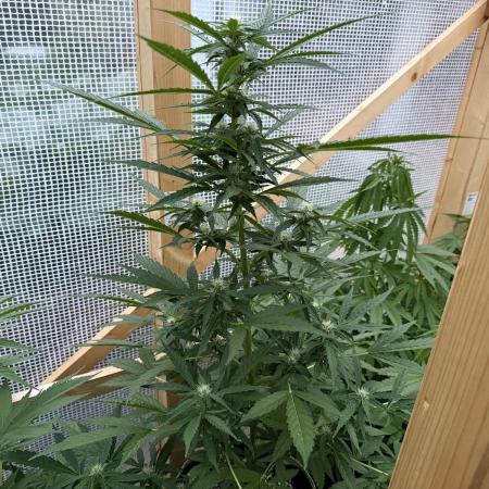 Autoflower Outdoor 2026