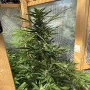 Autoflower Outdoor 2026