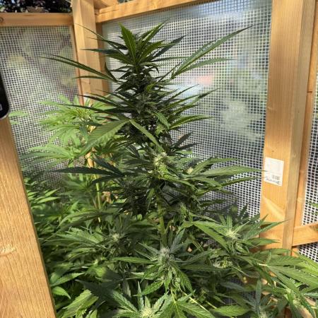 Autoflower Outdoor 2026