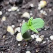 Autoflower Outdoor 2026