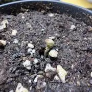 Autoflower Outdoor 2026