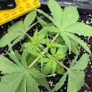 Skunk #11 Dutch Passion 2026