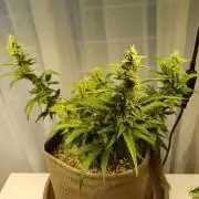 Blue Dream auto on the kitchen table