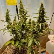 Blue Dream auto on the kitchen table