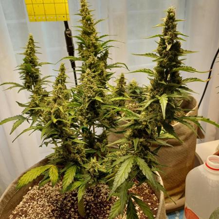 Blue Dream auto on the kitchen table