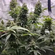 Amnesia Haze / Bubble Kush