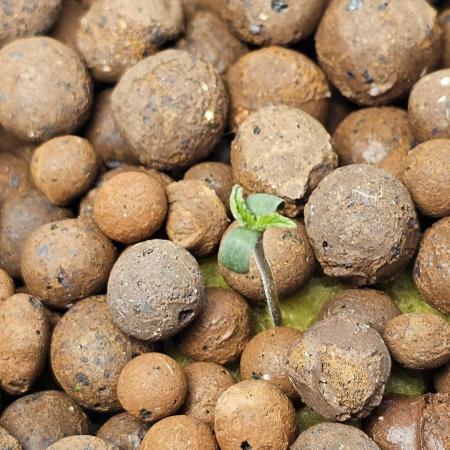 Sundae Driver RQS Grow 2026