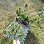 Growing again after 13y