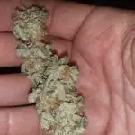 GORILLA GLUE #4