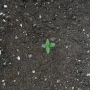 Outdoor grow 30/05/2026
