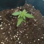 Outdoor grow 30/05/2026