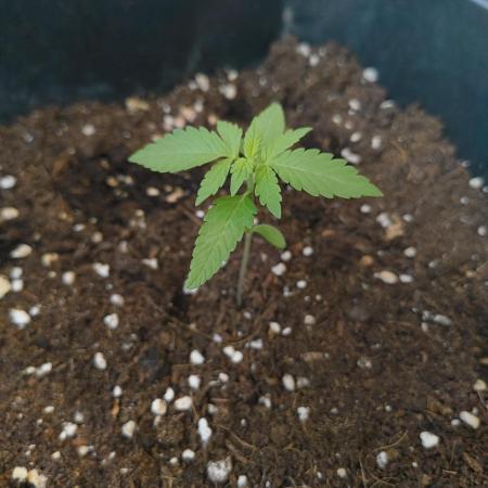 Outdoor grow 30/05/2026
