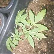 Outdoor grow 30/05/2026