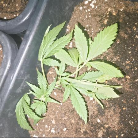Outdoor grow 30/05/2026