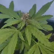 Outdoor grow 30/05/2026