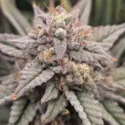 Strawberry Milk and Cookies Remix #2