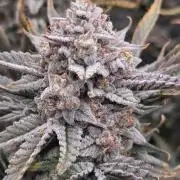 Strawberry Milk and Cookies Remix #2