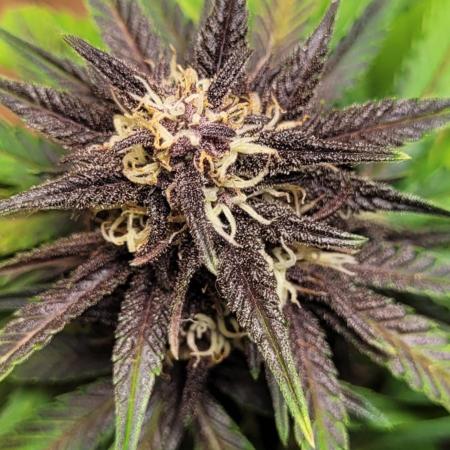 Frost Banger F1
