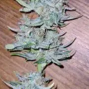 Mendo Guava auto 42FB