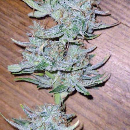 Mendo Guava auto 42FB