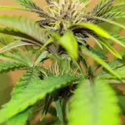 Frost Banger F1