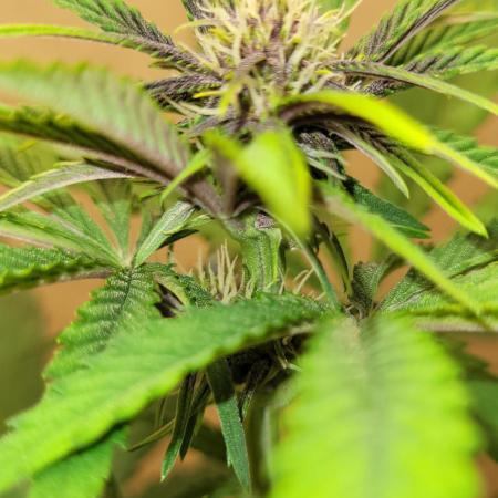 Frost Banger F1