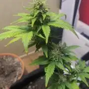 Banana cherry cookies auto fb