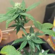 Banana cherry cookies auto fb