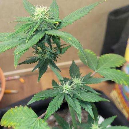 Banana cherry cookies auto fb