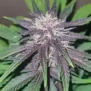 Frost Banger F1