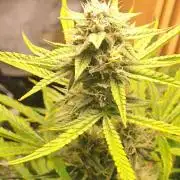 Fatso GMO F1 auto