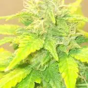 Banana cherry cookies auto fb