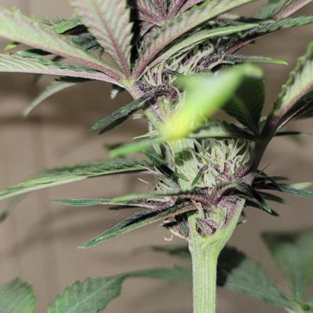 purple lemonade