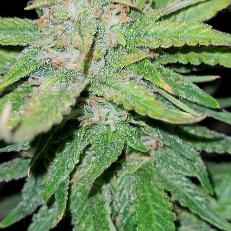 Mendo Guava auto 42FB