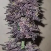Frost Banger F1