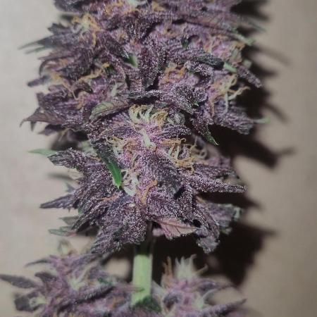 Frost Banger F1