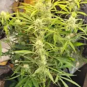 Fatso GMO F1 auto