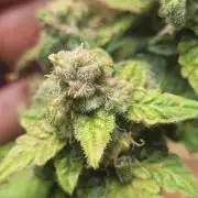 Auto banana blaze