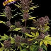purple lemonade