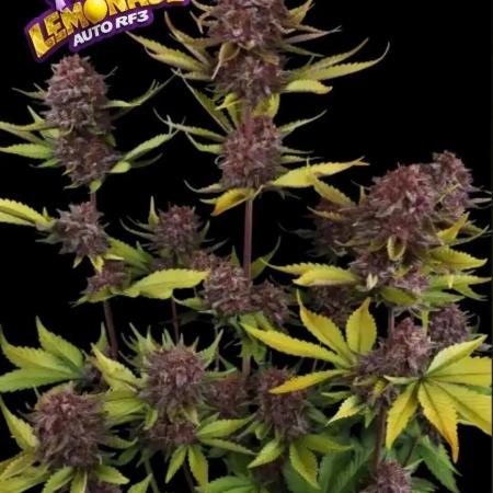 purple lemonade