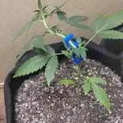 Banana cherry cookies auto fb