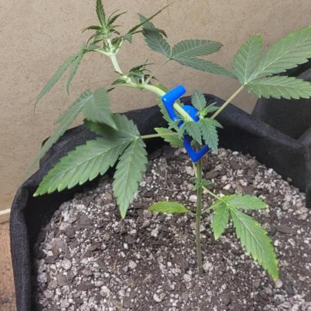 Banana cherry cookies auto fb