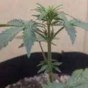 Mendo Guava auto 42FB