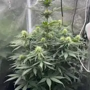 RQS Biscotti 26