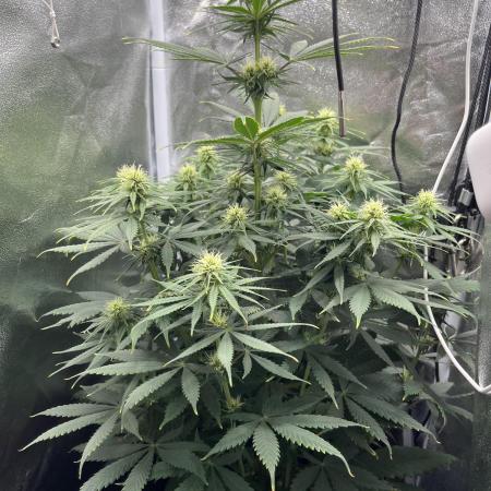 RQS Biscotti 26